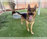 Small #1 German Shepherd Dog