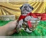 Small #31 French Bulldog