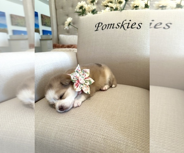 Medium Photo #4 Pomsky Puppy For Sale in CAVE CREEK, AZ, USA