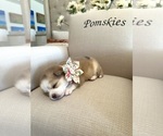 Puppy Aspen Pomsky
