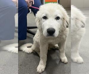 Great Pyrenees Dogs for adoption in Forestville, MD, USA