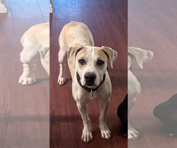 Medium Photo #11 American Pit Bull Terrier-Unknown Mix Puppy For Sale in Germantown, OH, USA