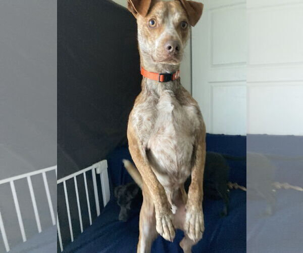 Medium Photo #4 Pointer-Unknown Mix Puppy For Sale in San Diego, CA, USA
