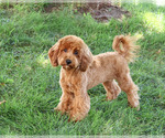 Image preview for Ad Listing. Nickname: Amore