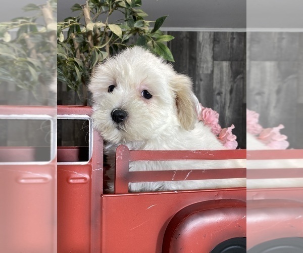 Medium Photo #5 Havaton Puppy For Sale in CANOGA, NY, USA