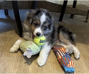 Miniature Australian Shepherd Puppy for sale in FORT MORGAN, CO, USA