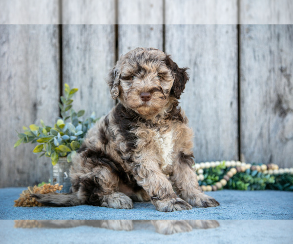 Medium Photo #1 Poodle (Miniature)-Portuguese Water Dog Mix Puppy For Sale in FREDERICKSBURG, OH, USA