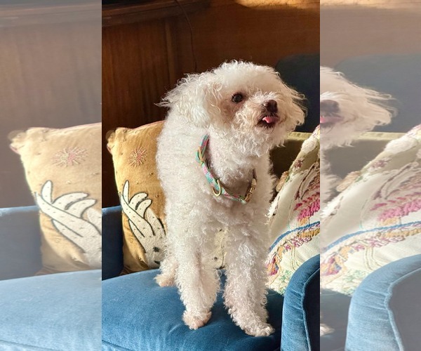 Medium Photo #5 Bichon Frise-Unknown Mix Puppy For Sale in Escondido, CA, USA