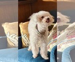 Small #4 Bichon Frise Mix