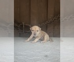 Puppy Puppy 4 America Bandogge Mastiff-American Bully Mix