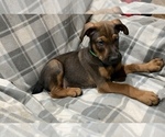 Small Photo #15 Belgian Malinois-Doberman Pinscher Mix Puppy For Sale in MILLBROOK, NY, USA