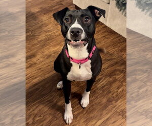 Labrador Retriever-Unknown Mix Dogs for adoption in GILBERTS, IL, USA