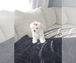 Puppy Boy 1 Maltese