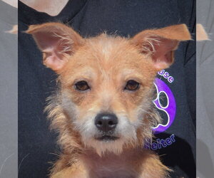 Scampi - Male Dachshund-Unknown Mix Dog for Adoption