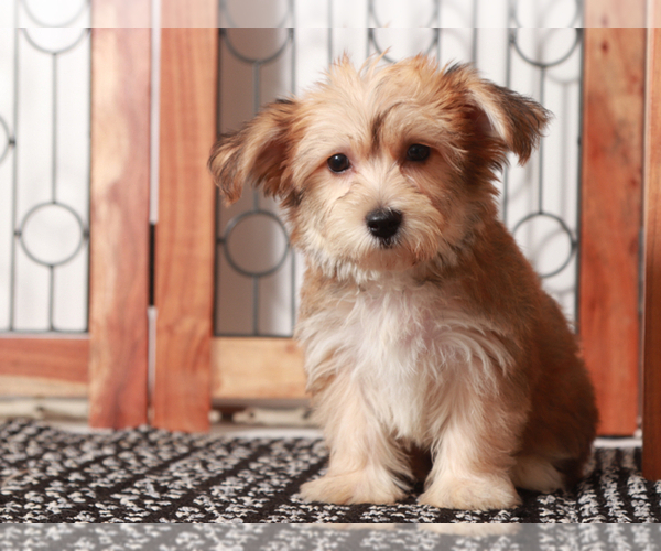 Medium Photo #1 Yo-Chon Puppy For Sale in NAPLES, FL, USA