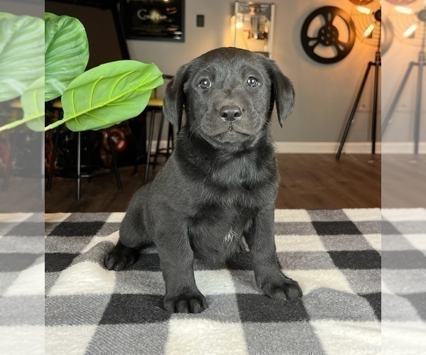 Medium Photo #3 Labrador Retriever Puppy For Sale in GREENWOOD, IN, USA