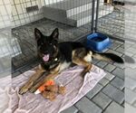 Small #2 German Shepherd Dog