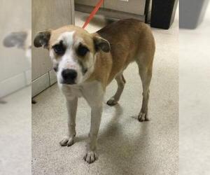 Mutt Dogs for adoption in Riverside, CA, USA