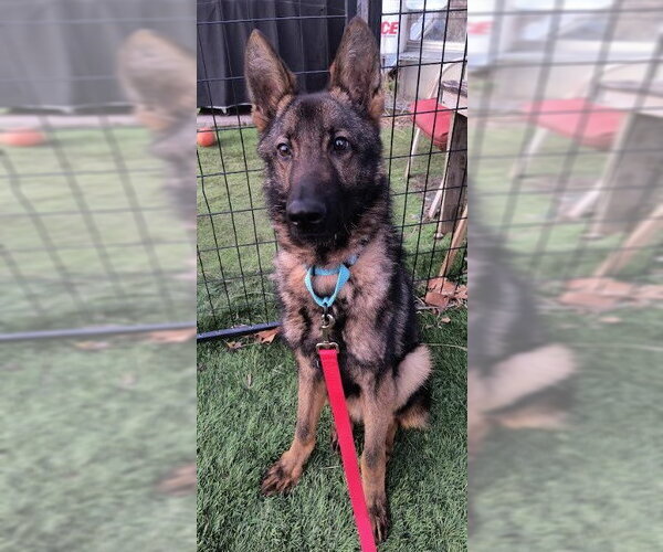 Medium Photo #1 German Shepherd Dog Puppy For Sale in Kansas City, MO, USA