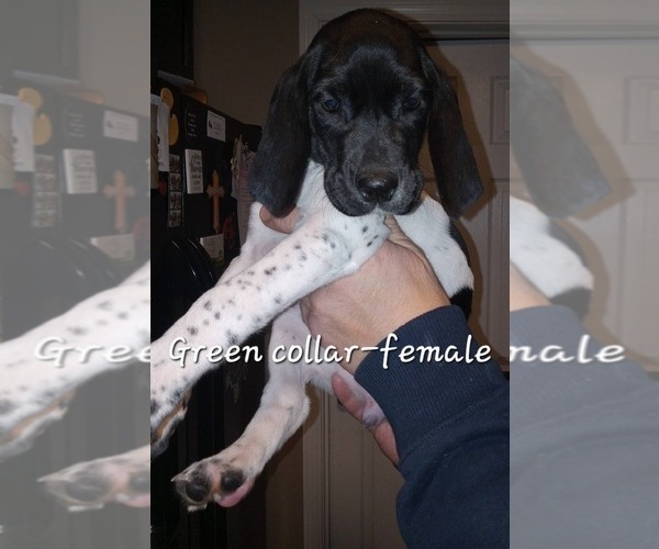 Medium Photo #4 German Shorthaired Pointer Puppy For Sale in RICHMOND, MO, USA