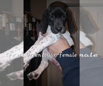 Small #3 German Shorthaired Pointer
