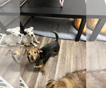 Small #3 Mutt