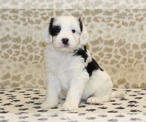 Miniature Bernedoodle Puppy for sale in DENVER, PA, USA
