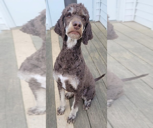 Medium Photo #1 Poodle (Standard) Puppy For Sale in COOKEVILLE, TN, USA