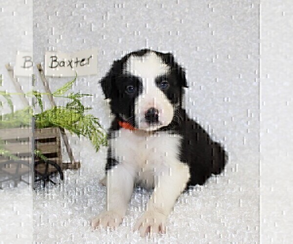 Medium Photo #5 Border Collie Puppy For Sale in STANLEY, WI, USA