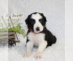 Small Photo #5 Border Collie Puppy For Sale in STANLEY, WI, USA