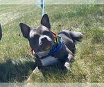 Small #1 American French Bull Terrier