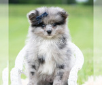 Puppy Draco AKC Pomeranian
