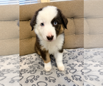 Small #2 Australian Shepherd