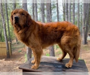 Father of the Golden Retriever puppies born on 06/08/2026