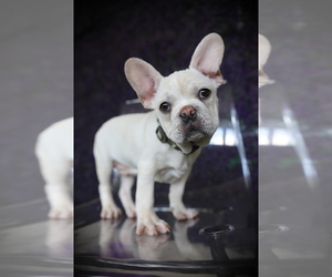 French Bulldog Puppy for sale in MIAMI, FL, USA