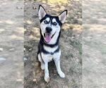 LINK - Male Siberian Husky-Unknown Mix Dog for Adoption - Small photo