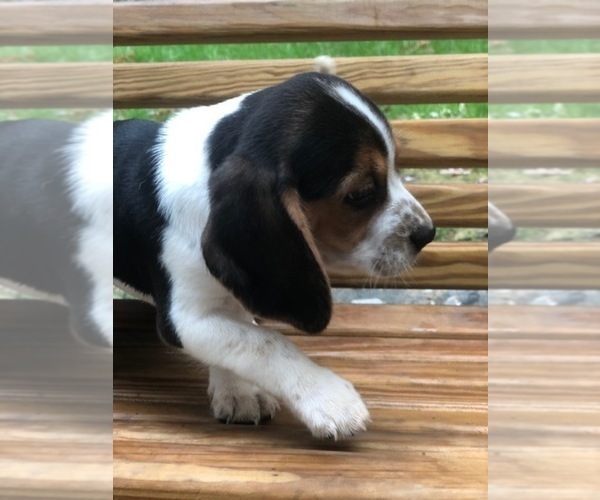 Medium Photo #4 Beagle Puppy For Sale in SPENCER, TN, USA