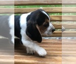 Small Photo #4 Beagle Puppy For Sale in SPENCER, TN, USA