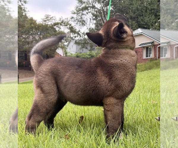 Medium Photo #4 Akita Puppy For Sale in MEM, TN, USA