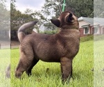 Small #3 Akita