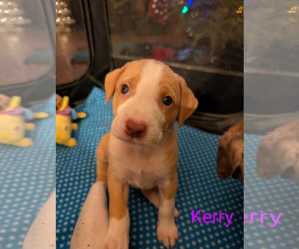 Medium Photo #1 Labrador Retriever-Unknown Mix Puppy For Sale in Plainfield, IL, USA