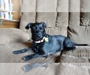 Bert - Male Chihuahua-Unknown Mix Dog for Adoption - Photo #4