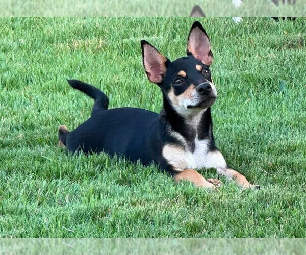 Medium Photo #1 Mutt Puppy For Sale in FRAMINGHAM, MA, USA