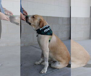 Cliff - Male Alaskan Malamute-Great Pyrenees Mix Dog for Adoption - Photo #3