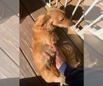 Small Photo #5 Dachshund Puppy For Sale in BUCHANAN, GA, USA