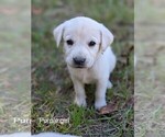 Puppy 1 Labrador Retriever