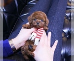 Small Photo #1 Poodle (Toy) Puppy For Sale in PORTLAND, OR, USA
