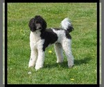 Small Photo #3 Labradoodle Puppy For Sale in CHEHALIS, WA, USA