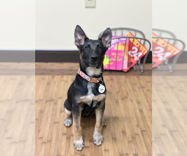 Medium Photo #5 German Shepherd Dog-Unknown Mix Puppy For Sale in West Sacramento, CA, USA