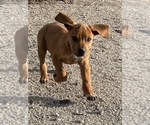 Small Photo #30 Rhodesian Ridgeback Puppy For Sale in MORONGO VALLEY, CA, USA